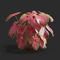 Vibrant Red and Green Leaf Plant with Broad Foliage and Lush Appearance