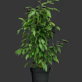Lush Green Potted Plant With Dense Foliage In Black Plastic Pot