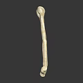 Human Bone Organ Structure With Hair Fibers On Dark Reflective Background
