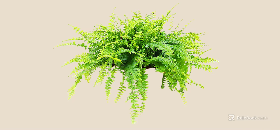 Green Lush Shrub Plant With Dense Foliage For Garden Decoration 3d model 
