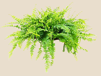 Green Lush Shrub Plant With Dense Foliage For Garden Decoration 3d model