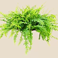 Green Lush Shrub Plant With Dense Foliage For Garden Decoration