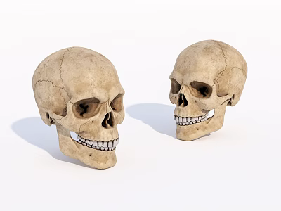 Two Natural Bone Skulls Displayed On White Background With Detailed Features 3d model