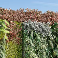 Outdoor Garden Living Plant Wall With Lush Green Plants And Natural Scenery