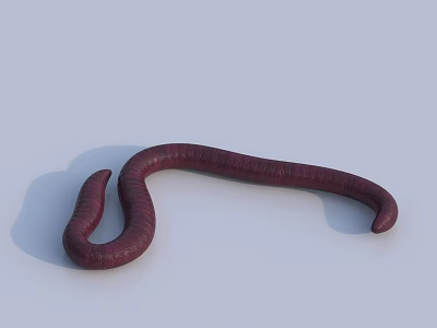 Purple Red Reptile Snake Curled On Light Background With Visible Shadow 3d model