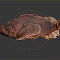 Aquatic Animal Red Fish With Rough Textured Skin On Dark Background Surface
