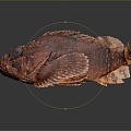 catfish catfish catfish beard catfish beard catfish egyptian beard catfish freshwater fish marine fish 3d model