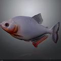 Colorful Fish With White Body Red Head Large Eyes And Purple Tail In Gray Background