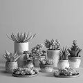 Succulent Potted Plants with Various Colorful Decorative Pots and Diverse Varieties
