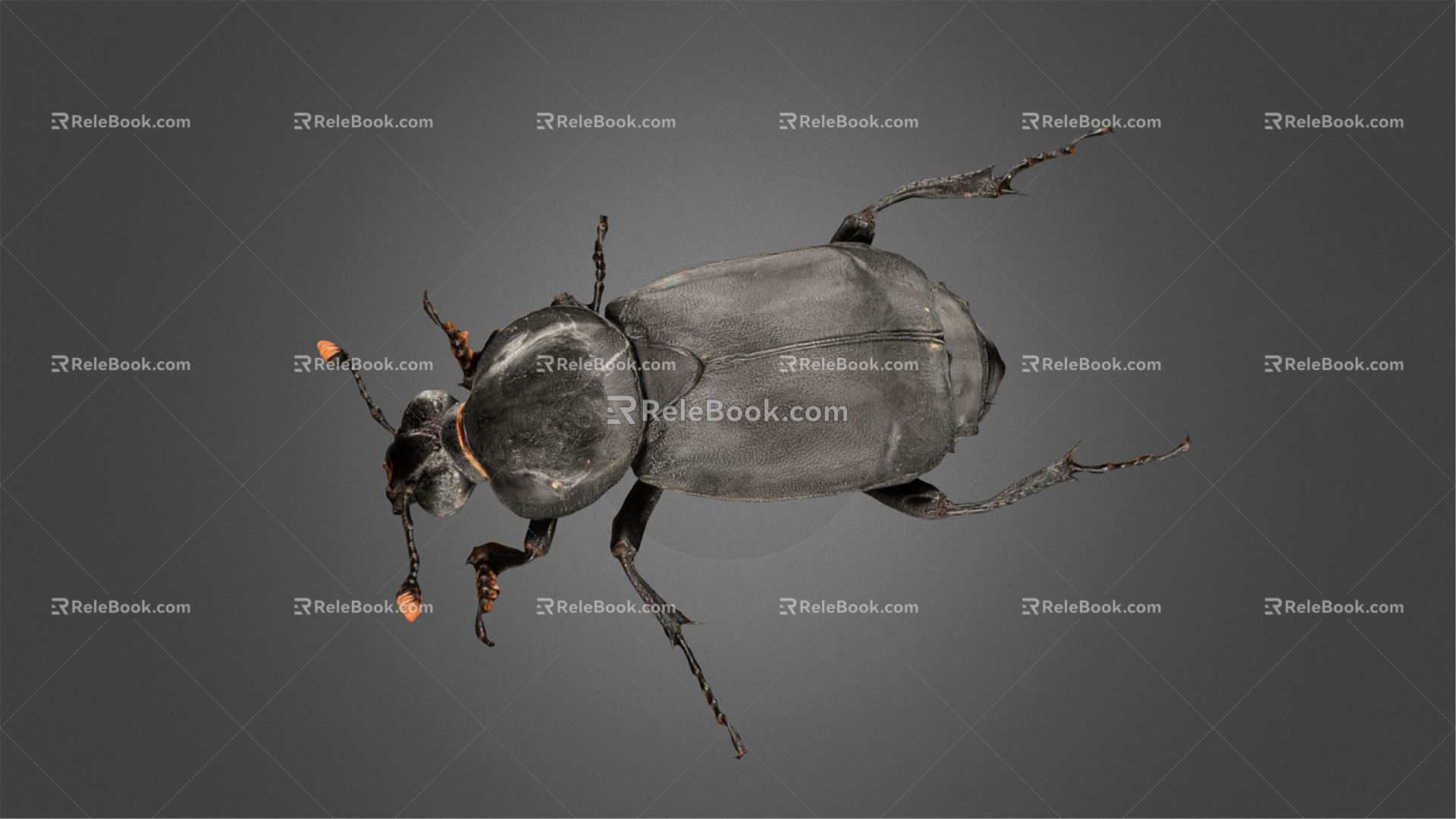 Modern Beetle 3d model