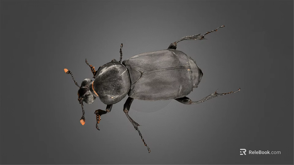 Black Flying Beetle with Orange Antenna Tips on Gray Background Closeup View 3d model 