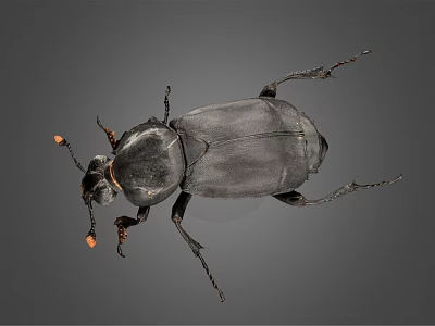 Black Flying Beetle with Orange Antenna Tips on Gray Background Closeup View 3d model