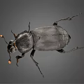 Black Flying Beetle with Orange Antenna Tips on Gray Background Closeup View