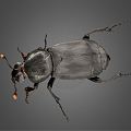 Modern Beetle 3d model