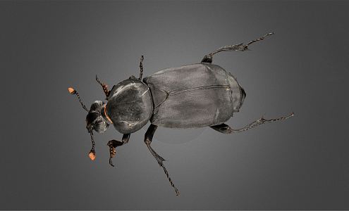 Modern Beetle 3d model