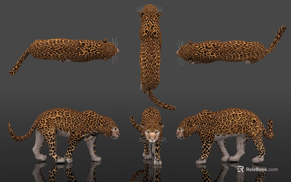 Detailed Reptile 3D Model Showcasing Spotted Patterns Multiple Angles And Various Poses 3d model