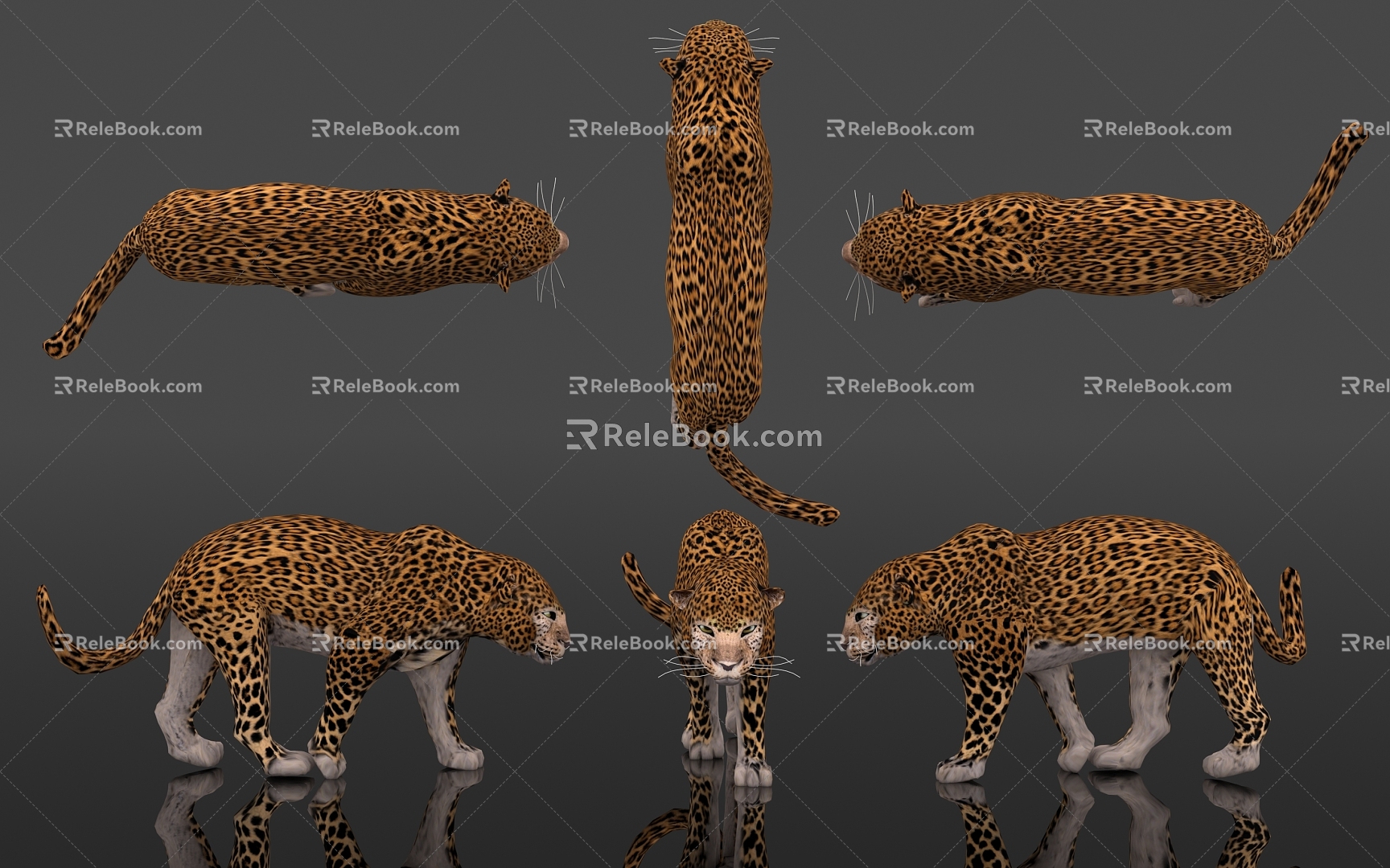 Leopard Beast Animal Leopard Leopard Golden Leopard Text Leopard Silver Leopard Animal Kingdom Terrestrial Animal Specimen Display Popular Science Education Museum Zoo 3d model