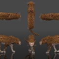 Leopard Beast Animal Leopard Leopard Golden Leopard Text Leopard Silver Leopard Animal Kingdom Terrestrial Animal Specimen Display Popular Science Education Museum Zoo 3d model