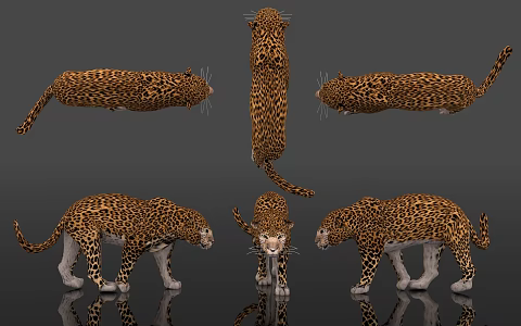 Leopard Beast Animal Leopard Golden Leopard Text Leopard Silver Leopard Animal Kingdom Terrestrial Animal Specimen Display Popular Science Education Museum Zoo 3d model