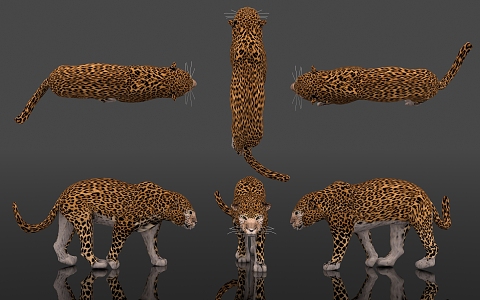 Leopard Beast Animal Leopard Golden Leopard Text Leopard Silver Leopard Animal Kingdom Terrestrial Animal Specimen Display Popular Science Education Museum Zoo 3d model