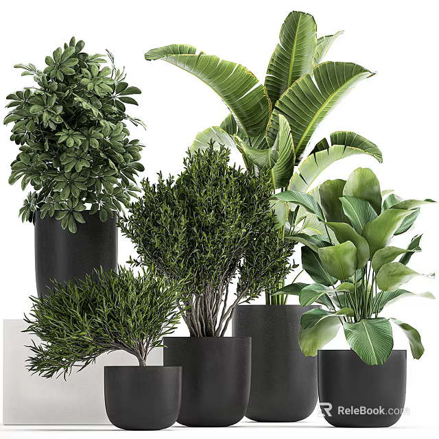 Various Types of Green Bonsai Potted Plants in Black Pots for Indoor Decoration 3d model 