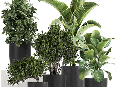 Various Types of Green Bonsai Potted Plants in Black Pots for Indoor Decoration 3d model
