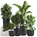 Various Types of Green Bonsai Potted Plants in Black Pots for Indoor Decoration
