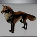 Red Fox Standing With Realistic Fur And Gray Background Detailed Rendering 3d model