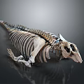 Skeleton Design Doll With Streamlined Spine Rib And Head Bone Structure On Dark Background 3d model