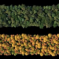 Arbor Trees With Yellow And Green Foliage Arranged In Rows For Landscape Design
