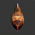 Red Brown Chicken Full Body With Red Comb Standing On Dark Background