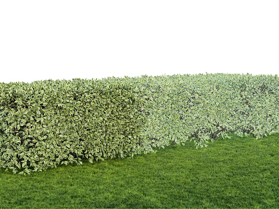Lush Green Hedge in Garden Landscape with Fresh Green Grass 3d model