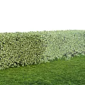 Lush Green Hedge in Garden Landscape with Fresh Green Grass