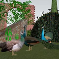 Peacocks Displaying Feathers in Grass with Red Brick Arch Green Plants and Rocks