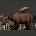 Various Wildlife Animal Figurines Collection Featuring Deer Bear Wolf Fox And Chicken Models