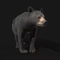 Detailed Realistic Black Bear Standing Side View Isolated Dark Background 3d model