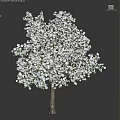 Lush Tree with White Blossoms Dense Foliage and Strong Trunk Structure 3d model