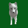 White Fox Standing Isolated On Green Background In Wildlife Portrait