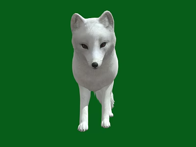 modern fox arctic fox 3d model modern fox arctic fox 3d model