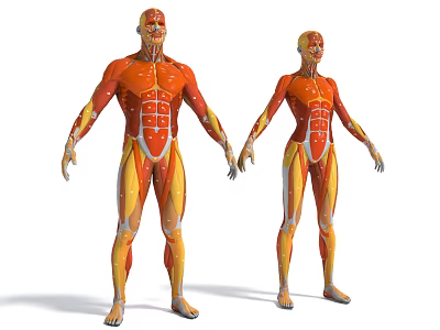 Medical Device Detailed 3D Human Muscle Anatomical Model for Educational Training 3d model