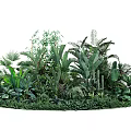 Lush Tropical Greenery Diverse Plant Collection Dense Foliage