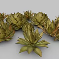 Agave Perennial Evergreen Large Herbaceous Plant With Fleshy Spiky Leaves In Clusters