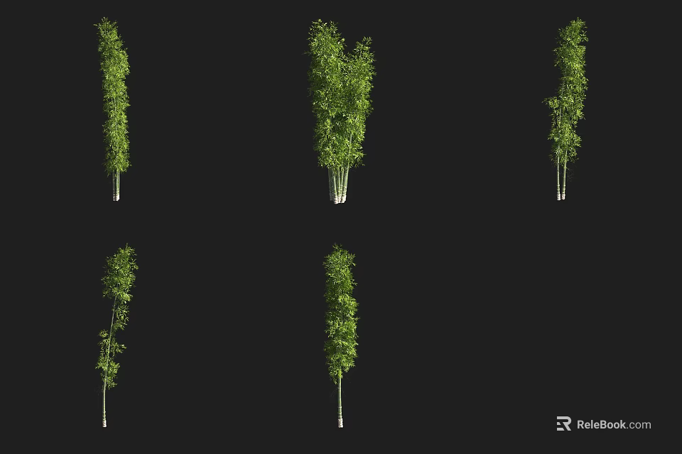 Various Bamboo Plant Varieties Showcasing Different Growth Forms and Natural Shapes 3d model 