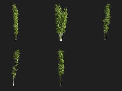 Various Bamboo Plant Varieties Showcasing Different Growth Forms and Natural Shapes 3d model
