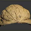 Close Up Open Walnut Showing Exposed Kernel And Natural Shell Texture 3d model