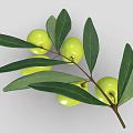 Fresh Olive Branch With Vibrant Green Olives And Lush Green Leaves