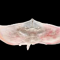 Pinkish Spotted Aquatic Animal Stingray With Diamond Shaped Body And Long Tail