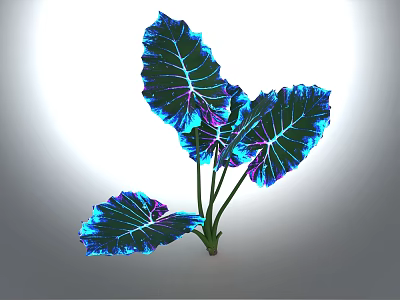 Ornamental Plant with Large Blue Green Leaves and Purple Sheen on White Gray Gradient Background 3d model