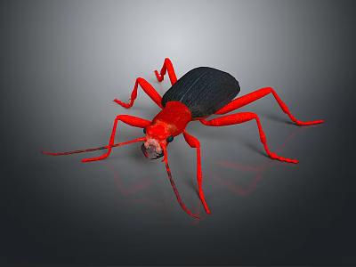 Red and Black Insect with Long Legs and Antennae on Dark Background Surface 3d model
