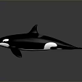 Realistic Black and White Orca Swimming with Dorsal Fin and Tail Fluke
